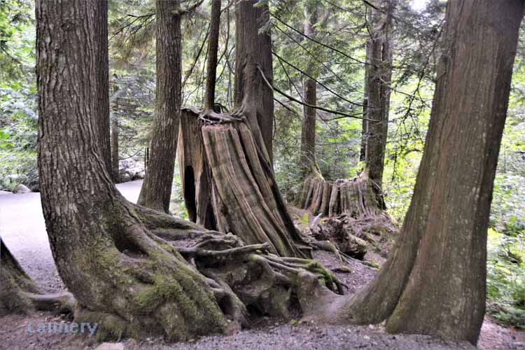 tree stump